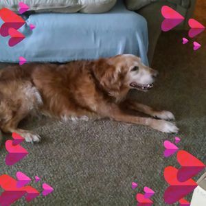 Meet your Posher, Rosella